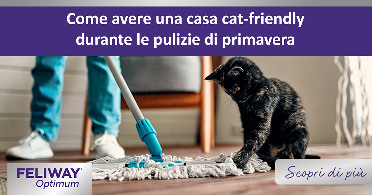 Come avere una casa cat-friendly durante le pulizie di primavera