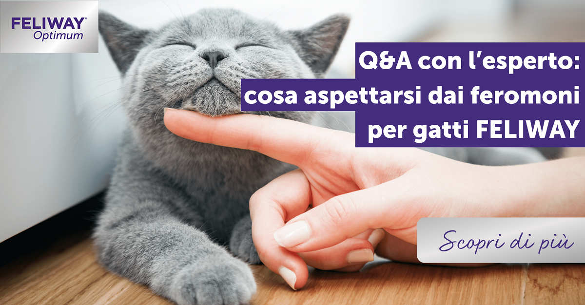 Q&A con l’esperto: cosa aspettarsi dai feromoni per gatti FELIWAY