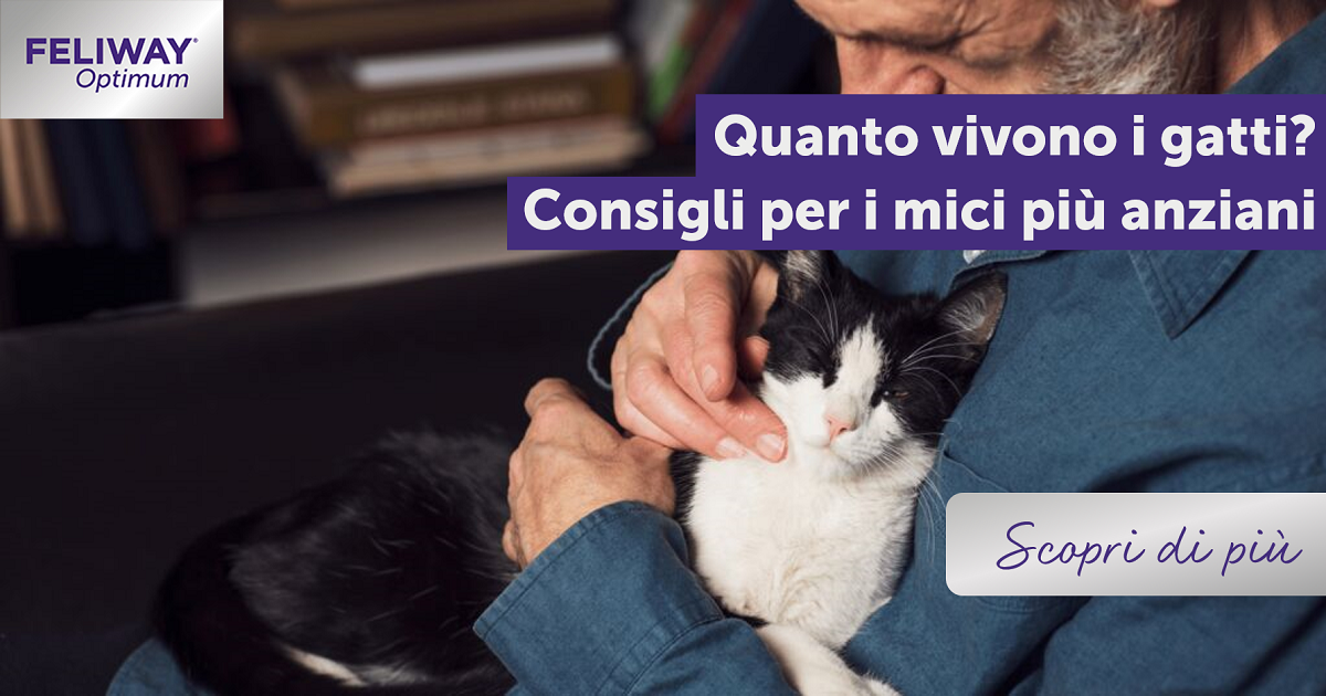 Quanto vivono i gatti? Consigli per i mici più anziani