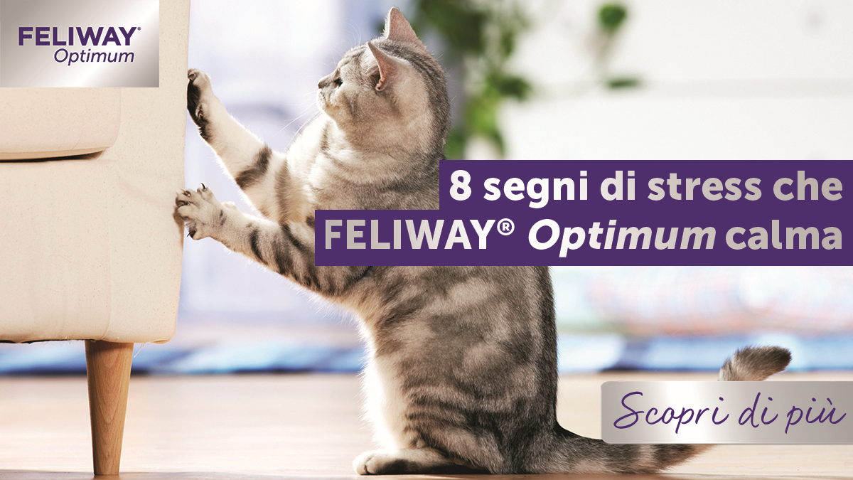 Gli 8 sintomi di stress nei gatti che FELIWAY Optimum riduce