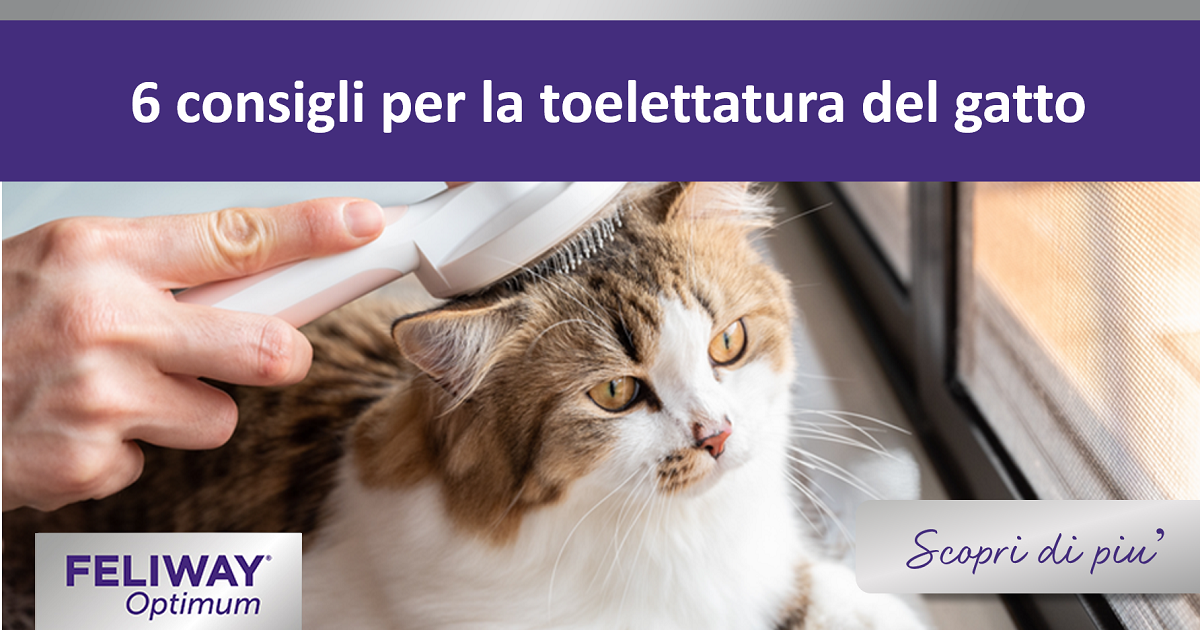 6 consigli per la toelettatura del gatto