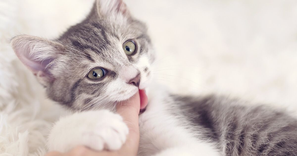 Il mio gattino morde quando gioca, 8 consigli su come farlo smettere?