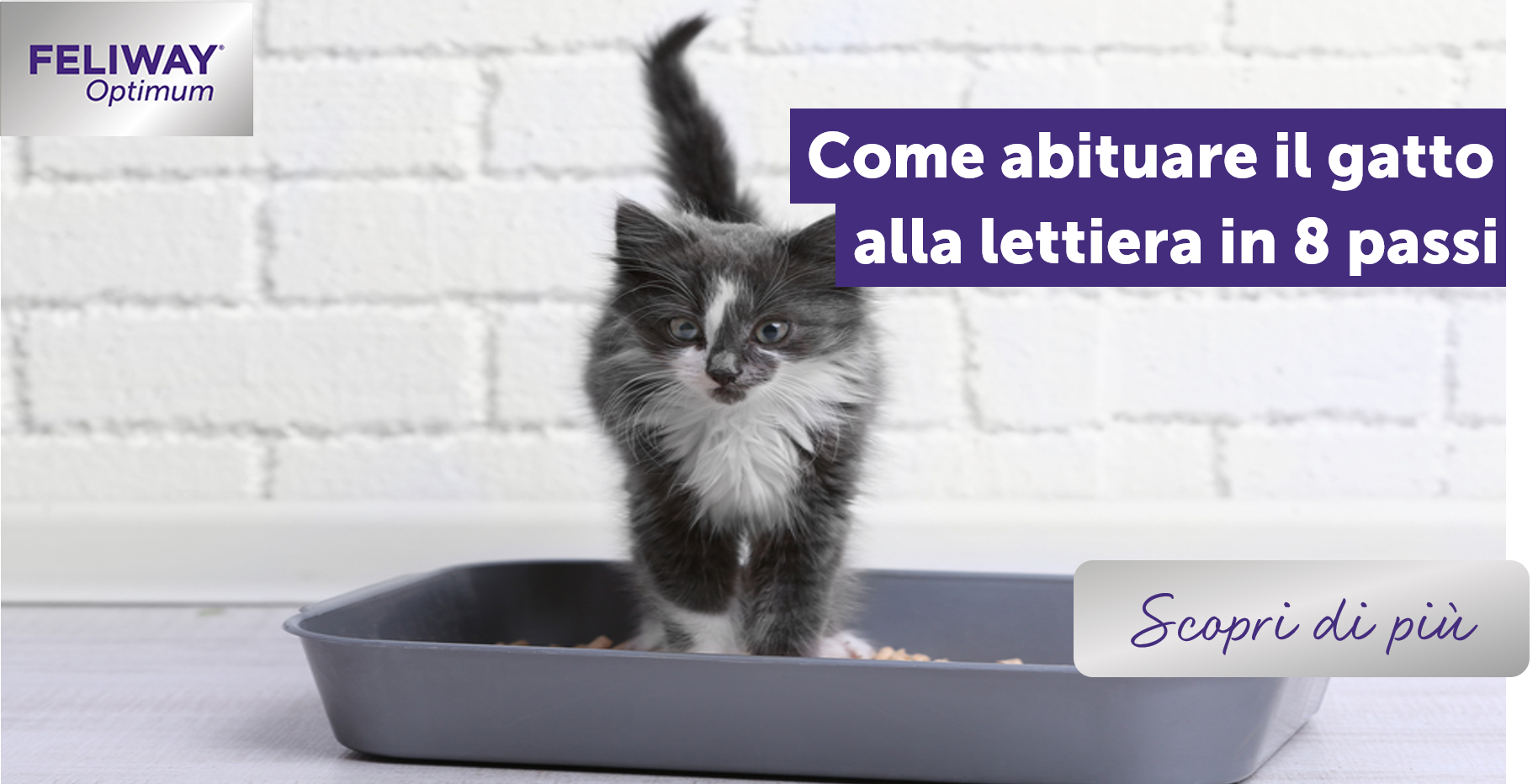 Come abituare il gatto alla lettiera in 8 passi
