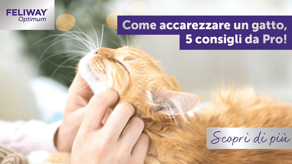 Come accarezzare un gatto, 5 consigli da Pro!