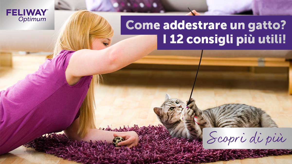 Come addestrare un gatto? I 12 consigli più utili!