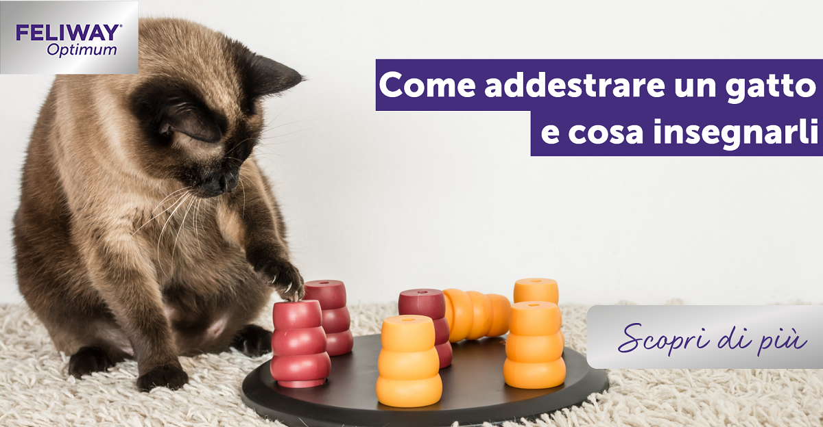 Come addestrare un gatto e cosa insegnarli