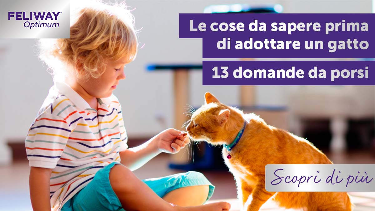 Le cose da sapere prima di adottare un gatto – 13 domande da porsi