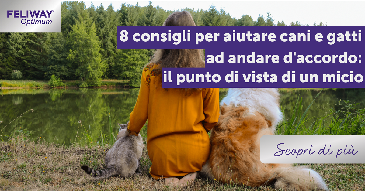 aiutare cani e gatti ad andare d'accordo