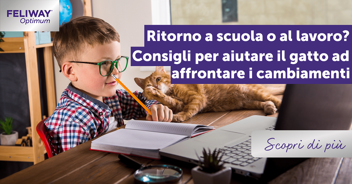 Ritorno a scuola o al lavoro? Consigli per aiutare il gatto