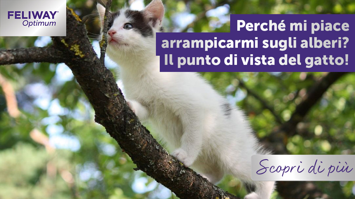 Perché i gatti si arrampicano sugli alberi?Il punto di vista del gatto