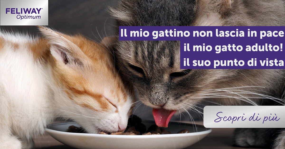Il gattino non lascia in pace il gatto adulto