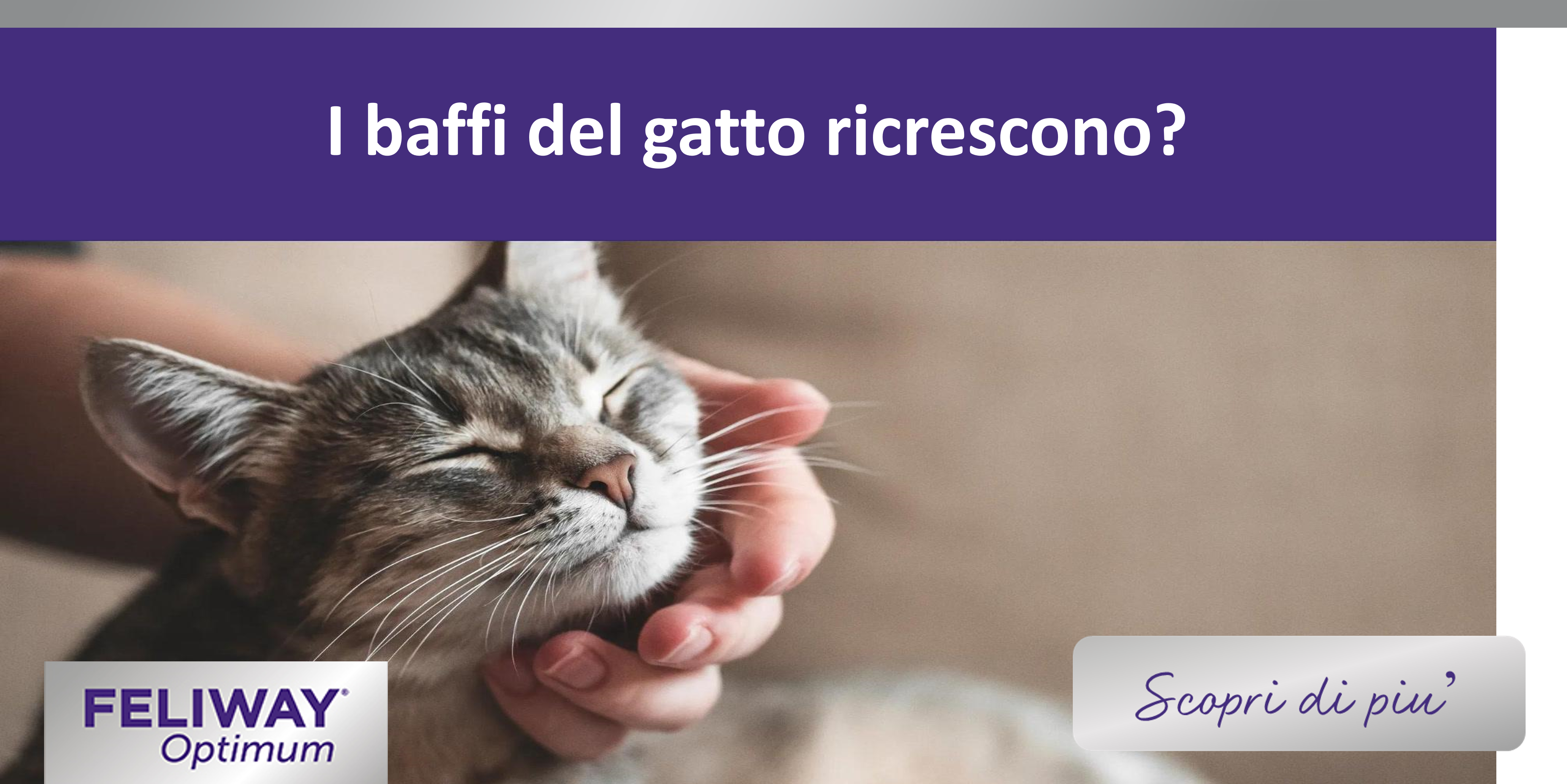 I baffi del gatto ricrescono?