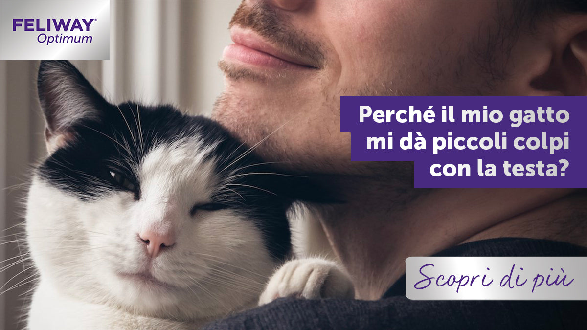 Il punto di vista di un micio: perché il mio gatto mi dà le testate?