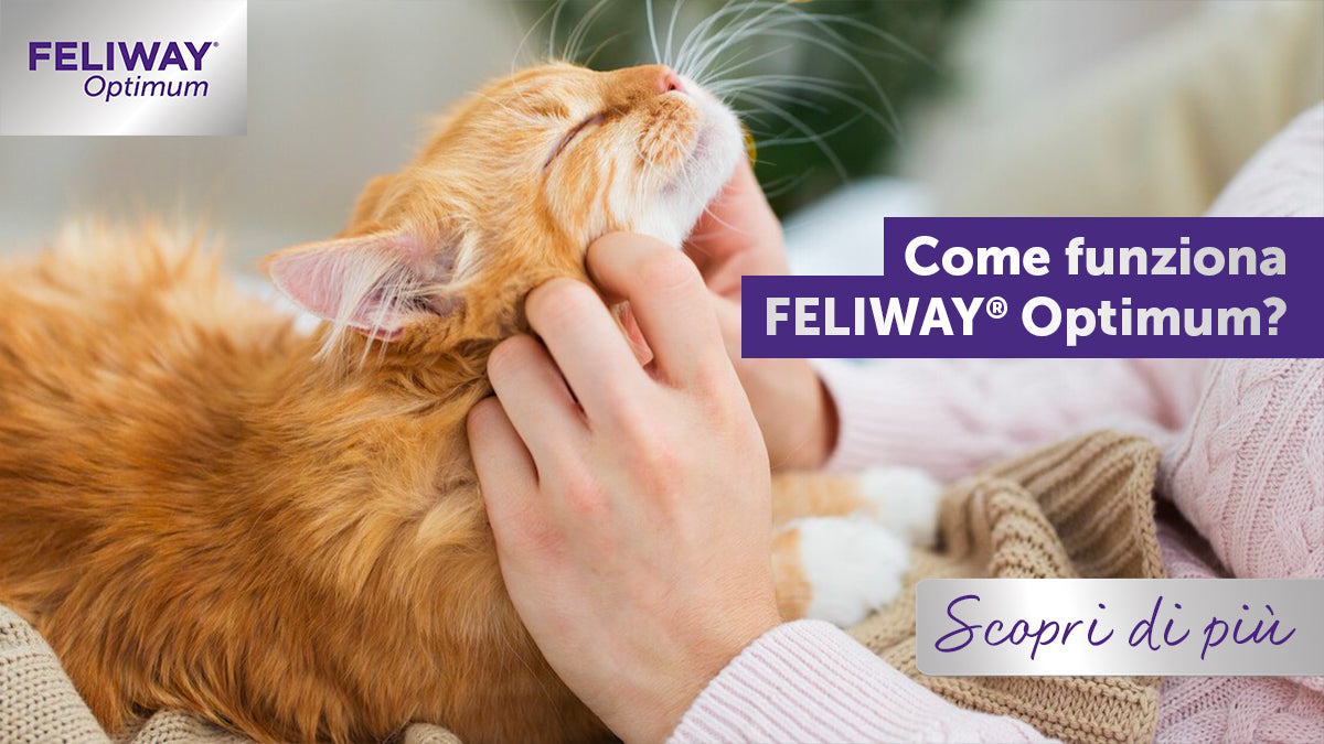 Come funziona FELIWAY Optimum?