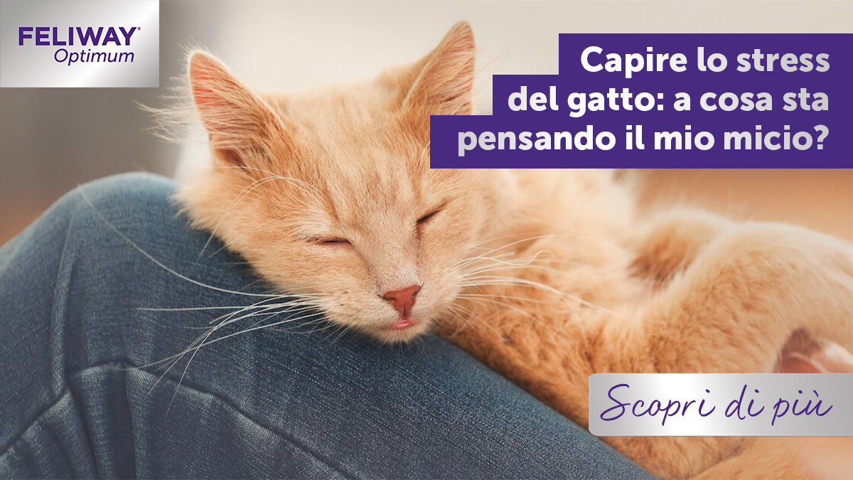 Capire lo stress del gatto: a cosa sta pensando il mio micio?