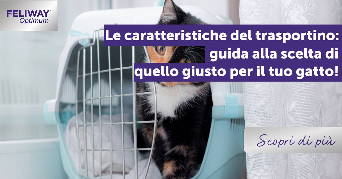 Le caratteristiche del trasportino: guida alla scelta