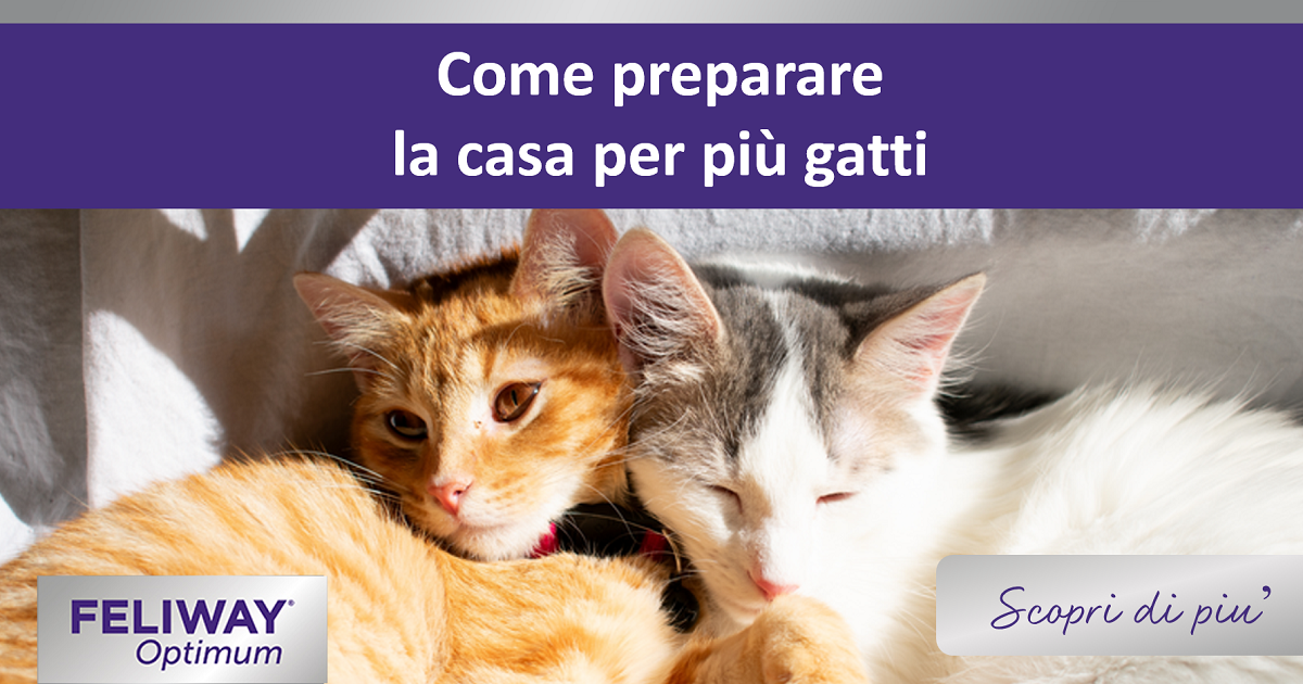 Come preparare la casa per più gatti