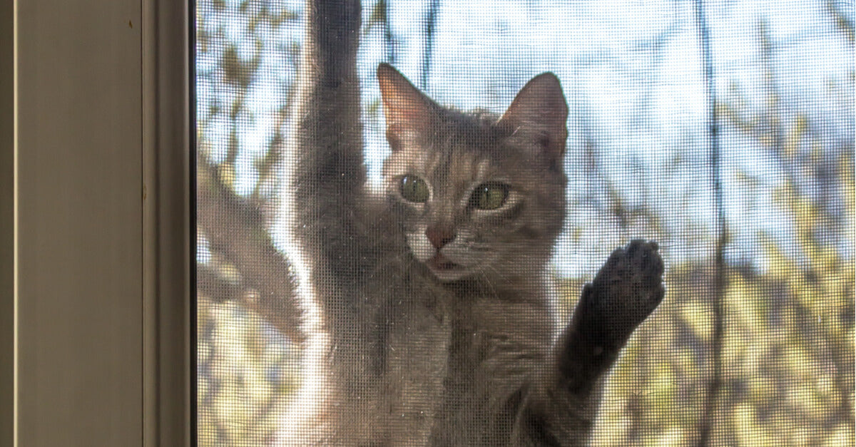Liti con gatti del vicinato