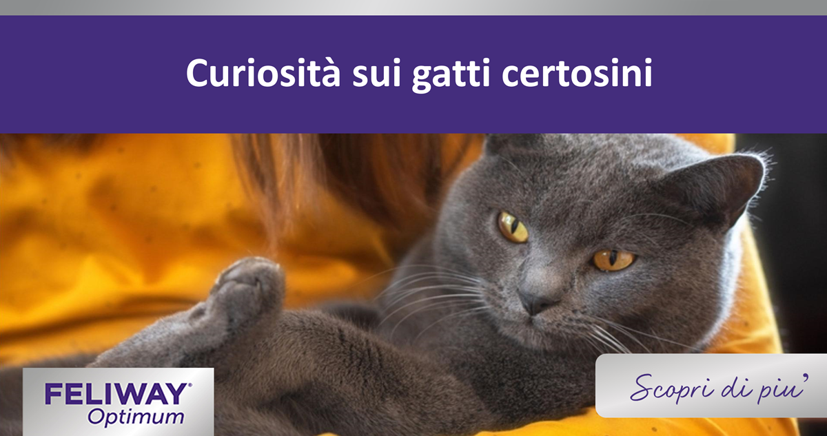 Curiosità sui gatti certosini
