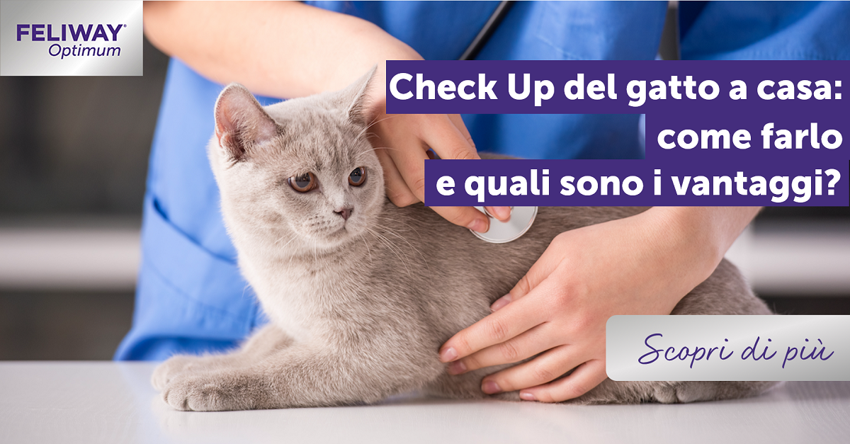 Check Up del Gatto a casa: come farlo e quali sono i vantaggi?