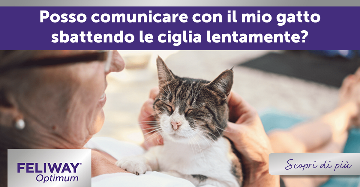 Posso comunicare con il mio gatto sbattendo le ciglia lentamente?
