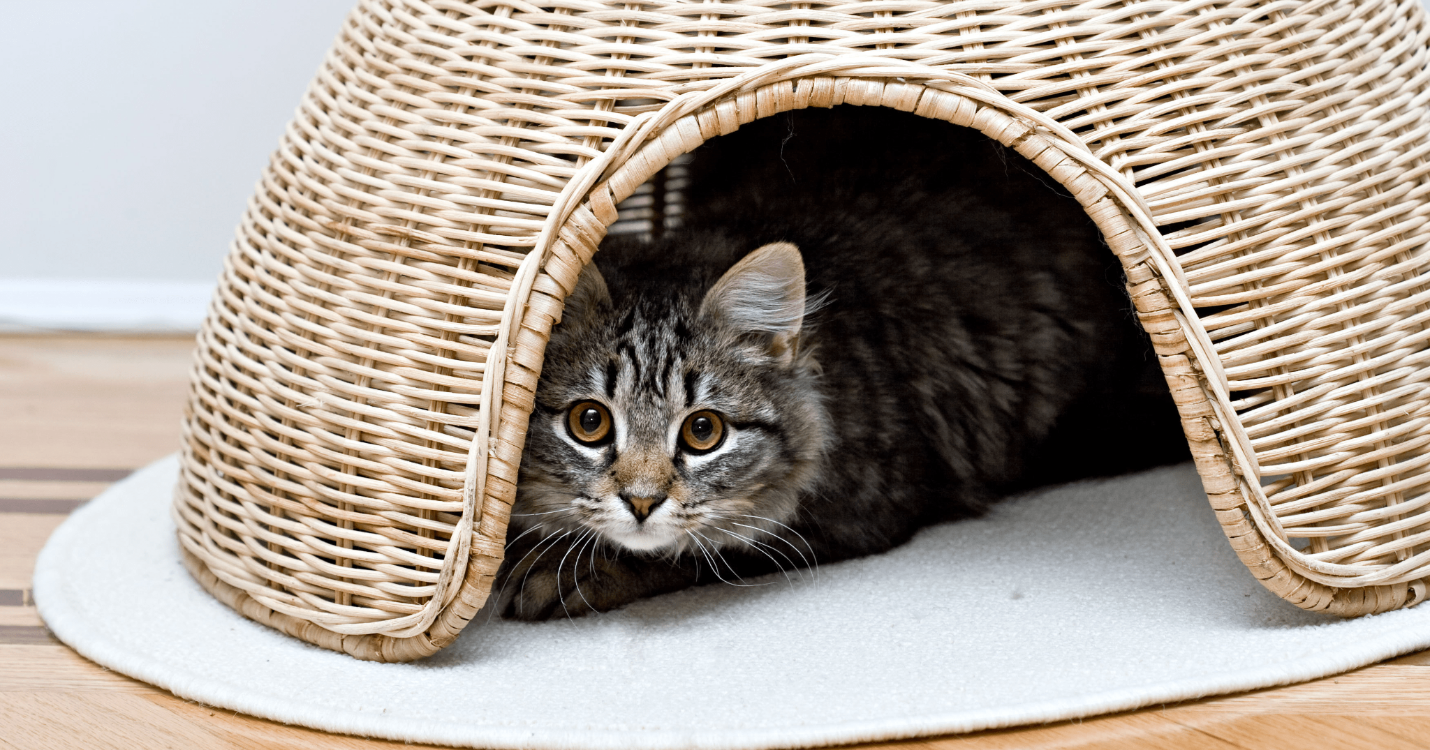 Come aiutare il tuo gatto durante una festa in casa!