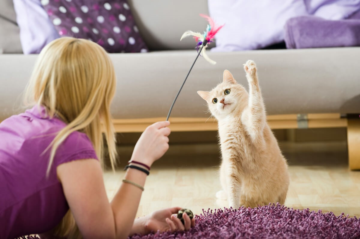 Come giocare con il gatto adulto