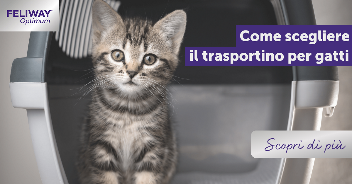 Come scegliere il trasportino per gatti