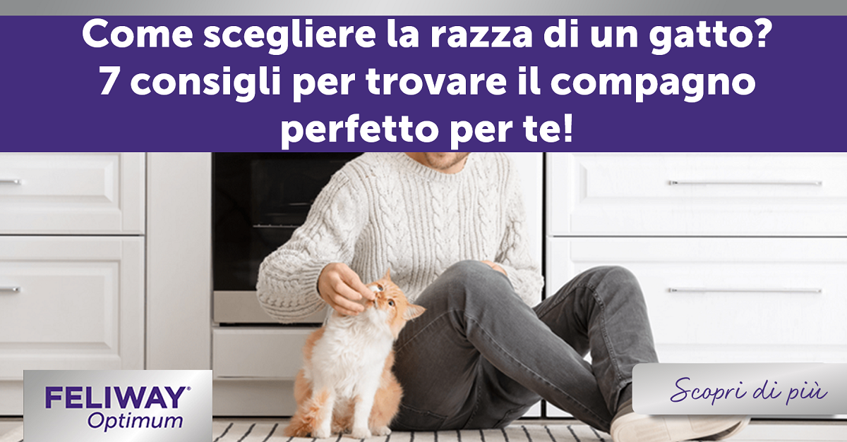Come scegliere la razza di un gatto? 7 consigli per trovare il compagno perfetto per te!