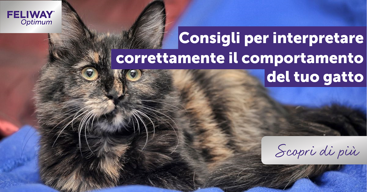 Consigli Per Interpretare Correttamente Il Comportamento Del Tuo Gatto