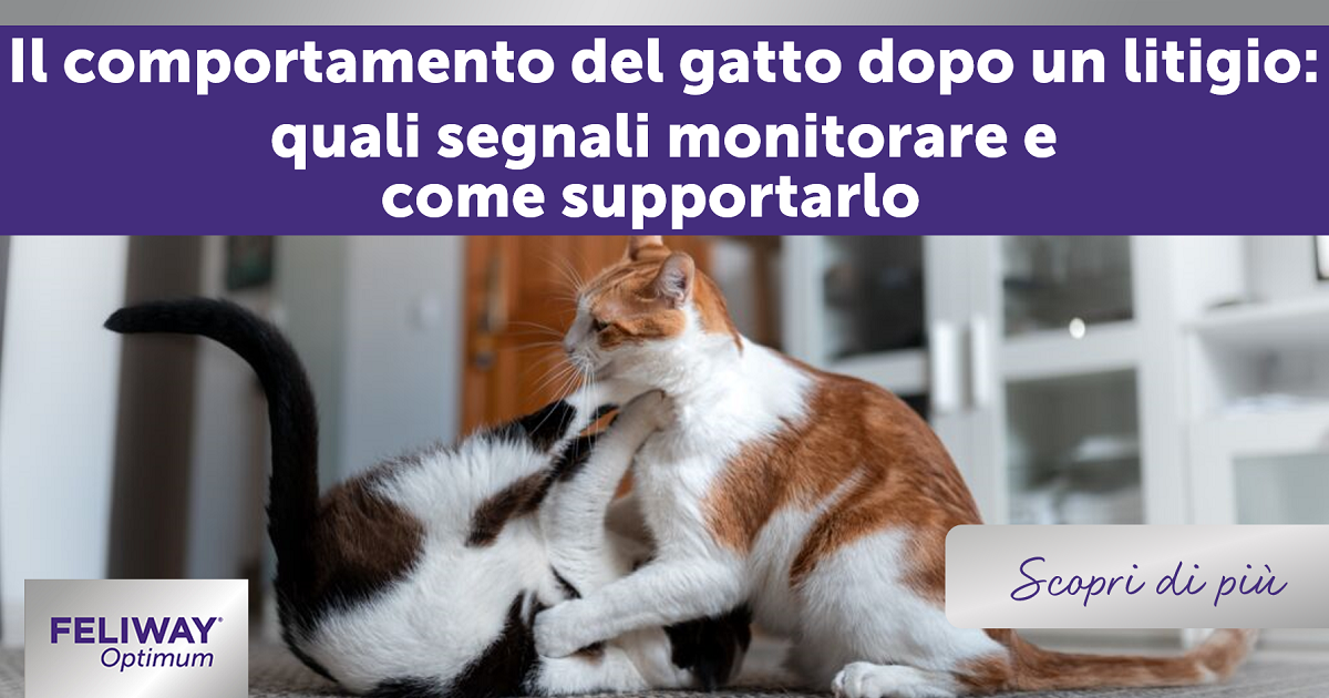 Il comportamento del gatto dopo un litigio