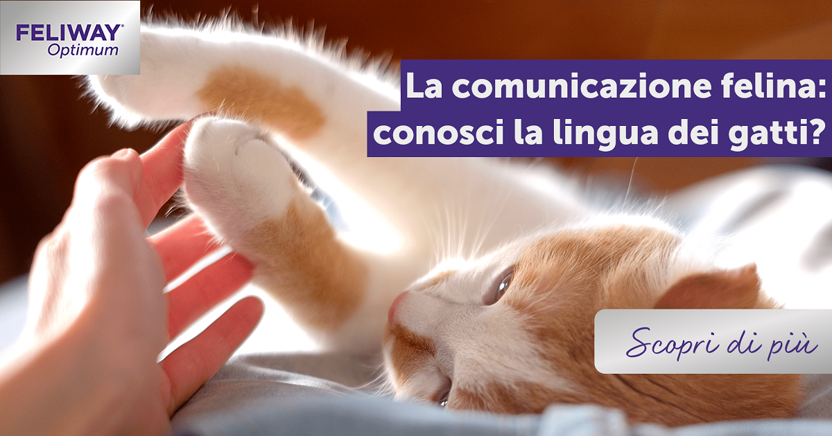 La comunicazione felina: conosci la lingua dei gatti?