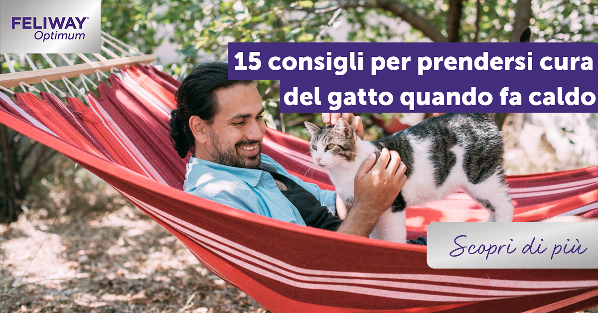 15 consigli per prendersi cura del gatto quando fa caldo