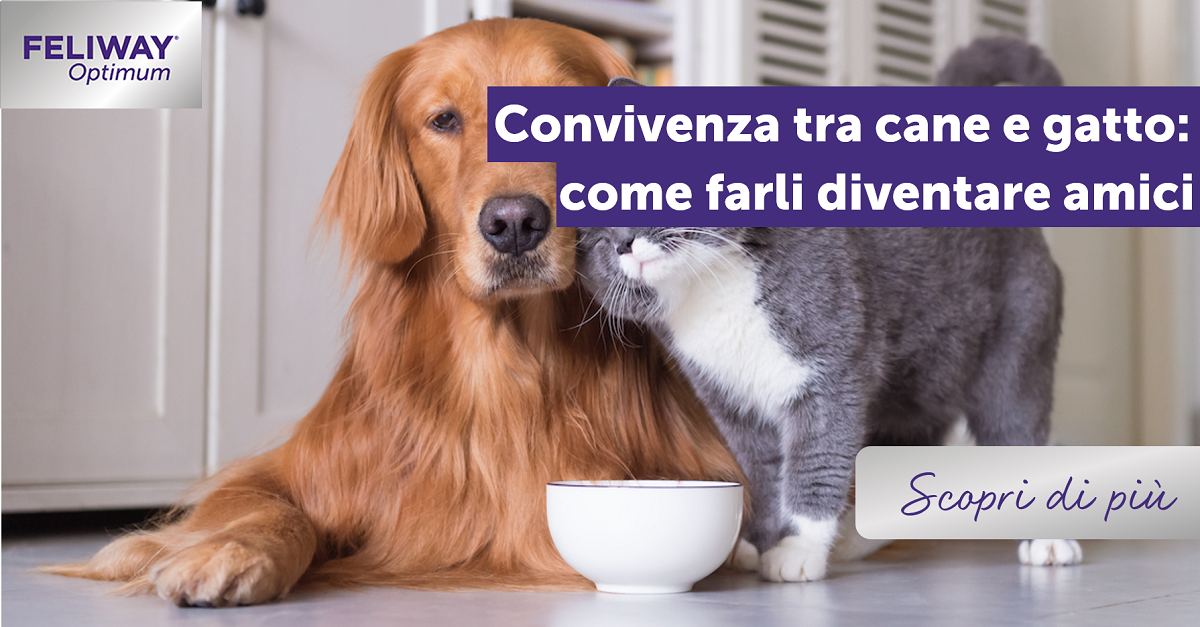 Convivenza tra cane e gatto: come farli diventare amici