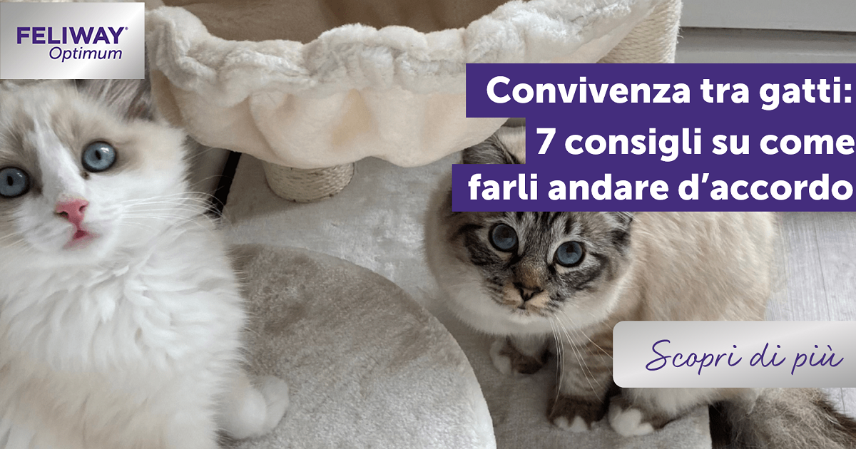 Convivenza tra gatti: 7 consigli su come farli andare d’accordo