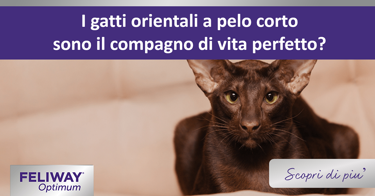 I gatti orientali a pelo corto sono il compagno di vita perfetto?