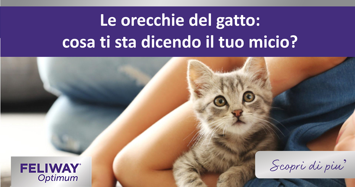Le orecchie del gatto: cosa ti sta dicendo il tuo micio?