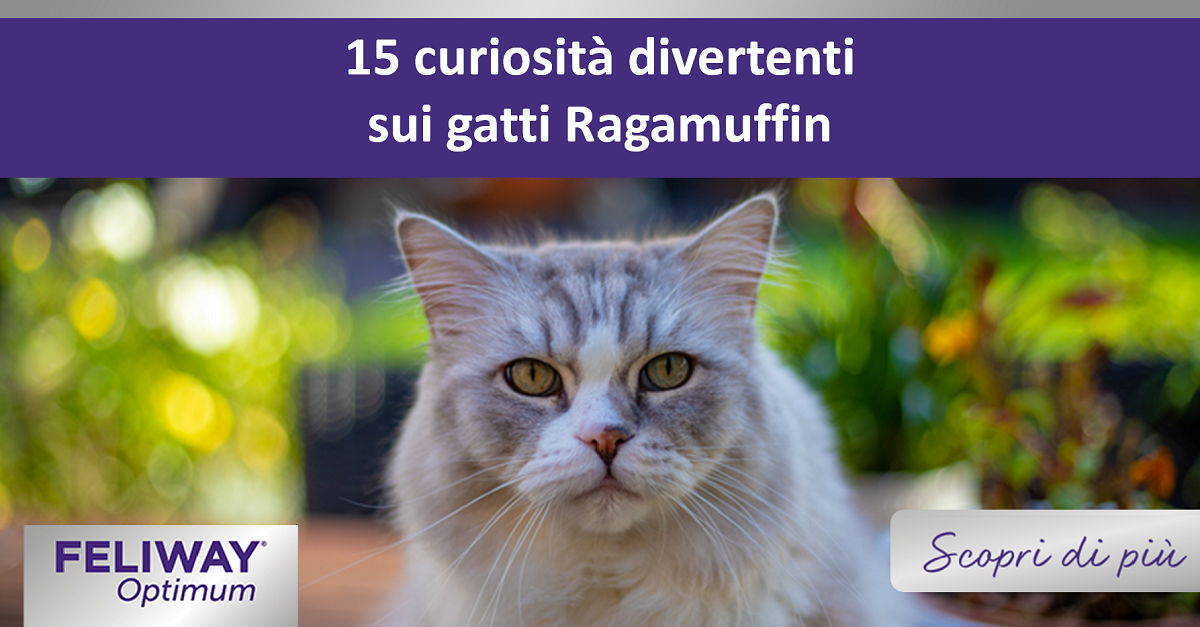 15 curiosità divertenti sui gatti Ragamuffin