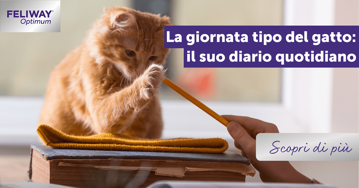 La giornata tipo del gatto: il suo diario quotidiano