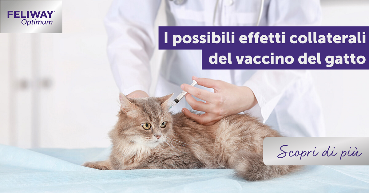 I possibili effetti collaterali del vaccino del gatto