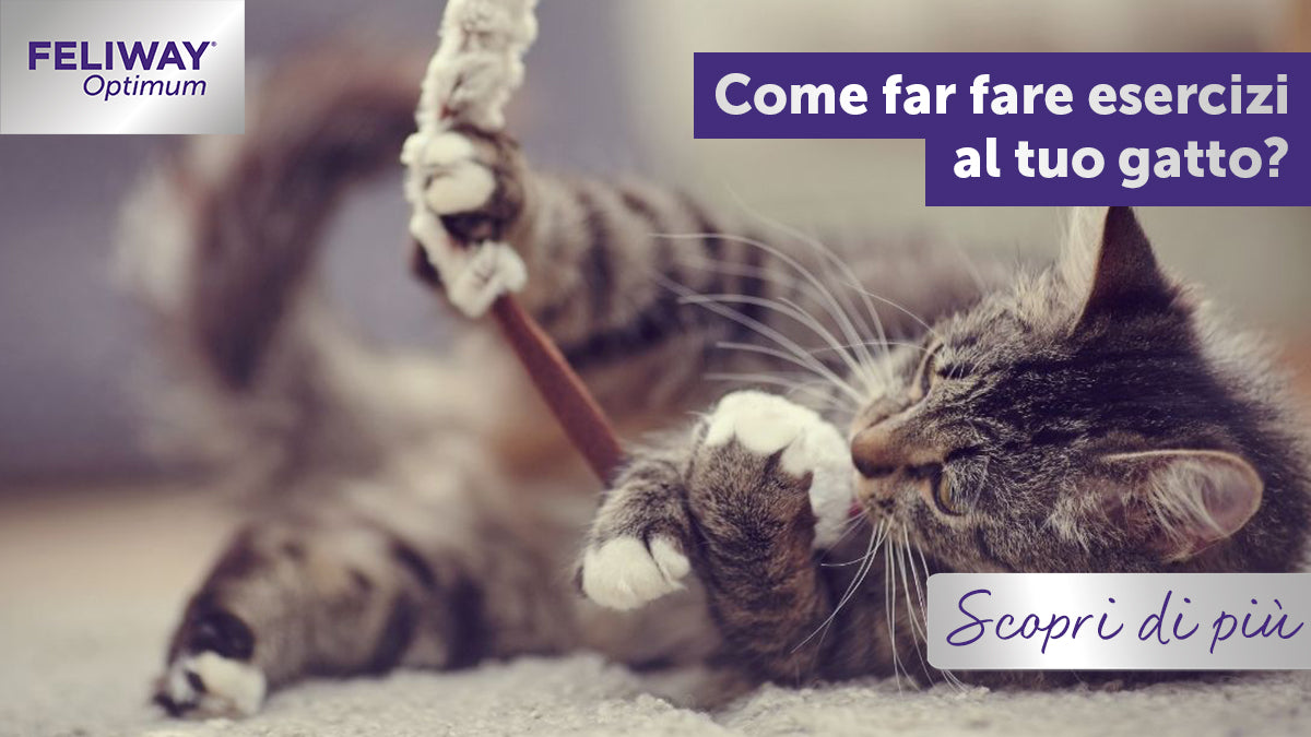 Come far fare esercizio al gatto