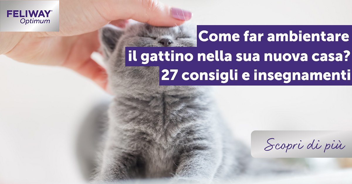 Come far ambientare il gattino nella sua nuova casa