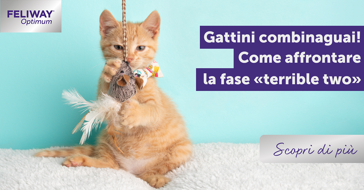 Gattini combinaguai! Come affrontare la fase “Terrible Two”?