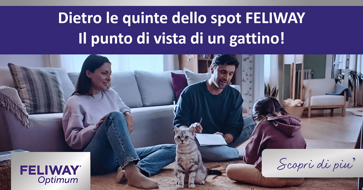 Dietro le quinte dello spot FELIWAY – Il punto di vista di un gattino!