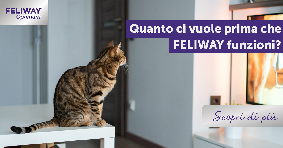 Quanto ci vuole prima che FELIWAY funzioni?