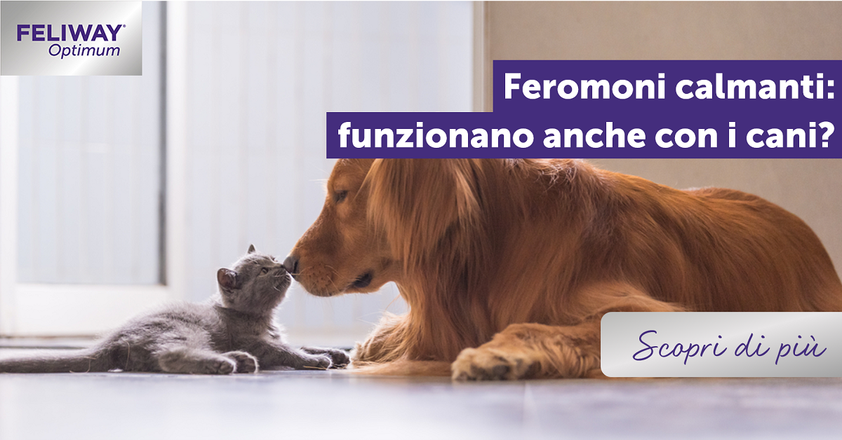 Feromoni calmanti: funzionano anche con i cani?