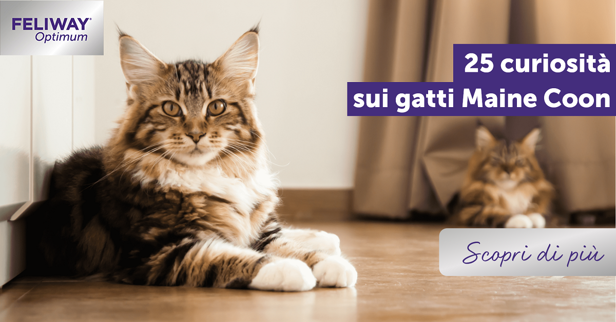 25 curiosità sui gatti Maine Coon