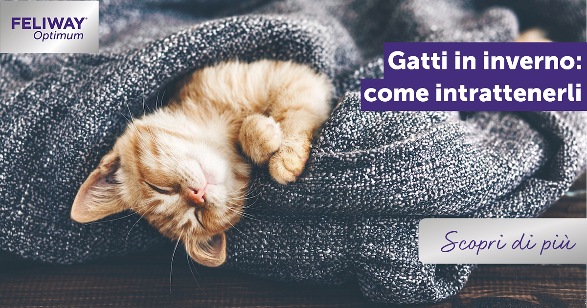 Gatti in inverno: come intrattenerli