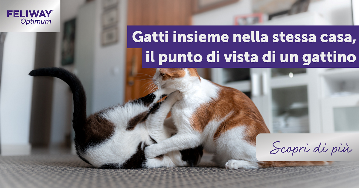 Gatti insieme nella stessa casa, il punto di vista di un gattino