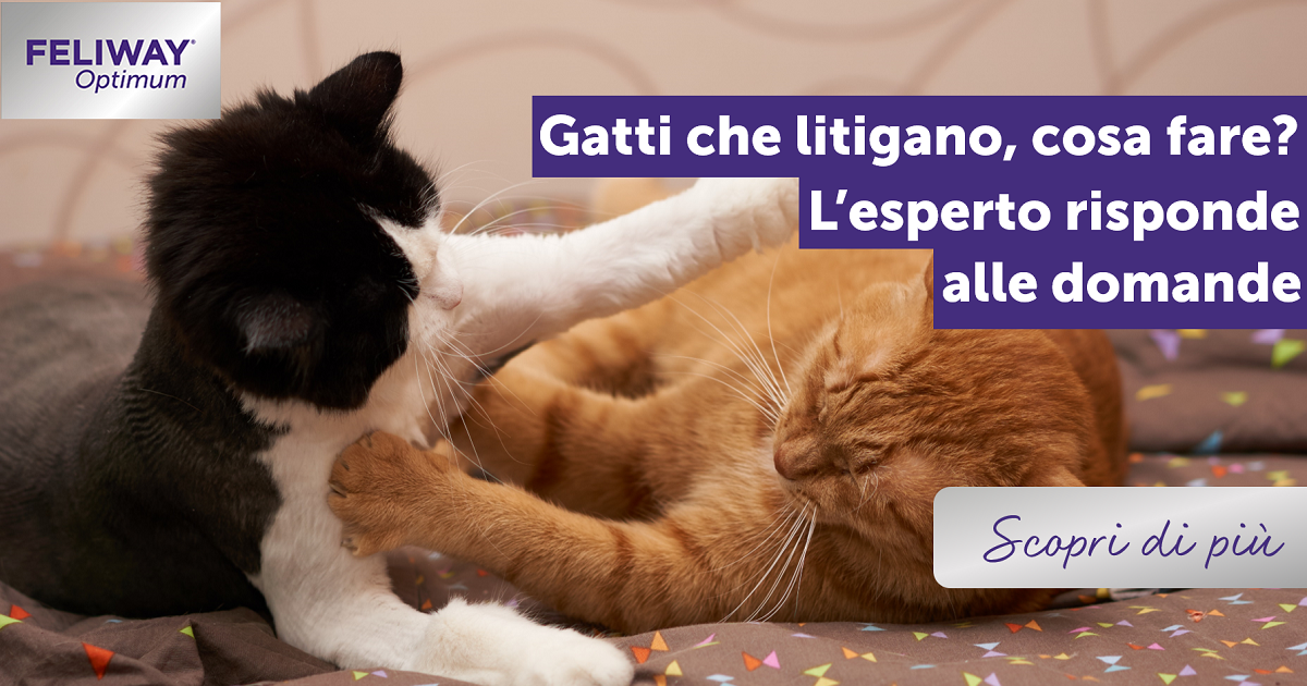 Gatti che litigano, cosa fare? L’esperto risponde alle domande